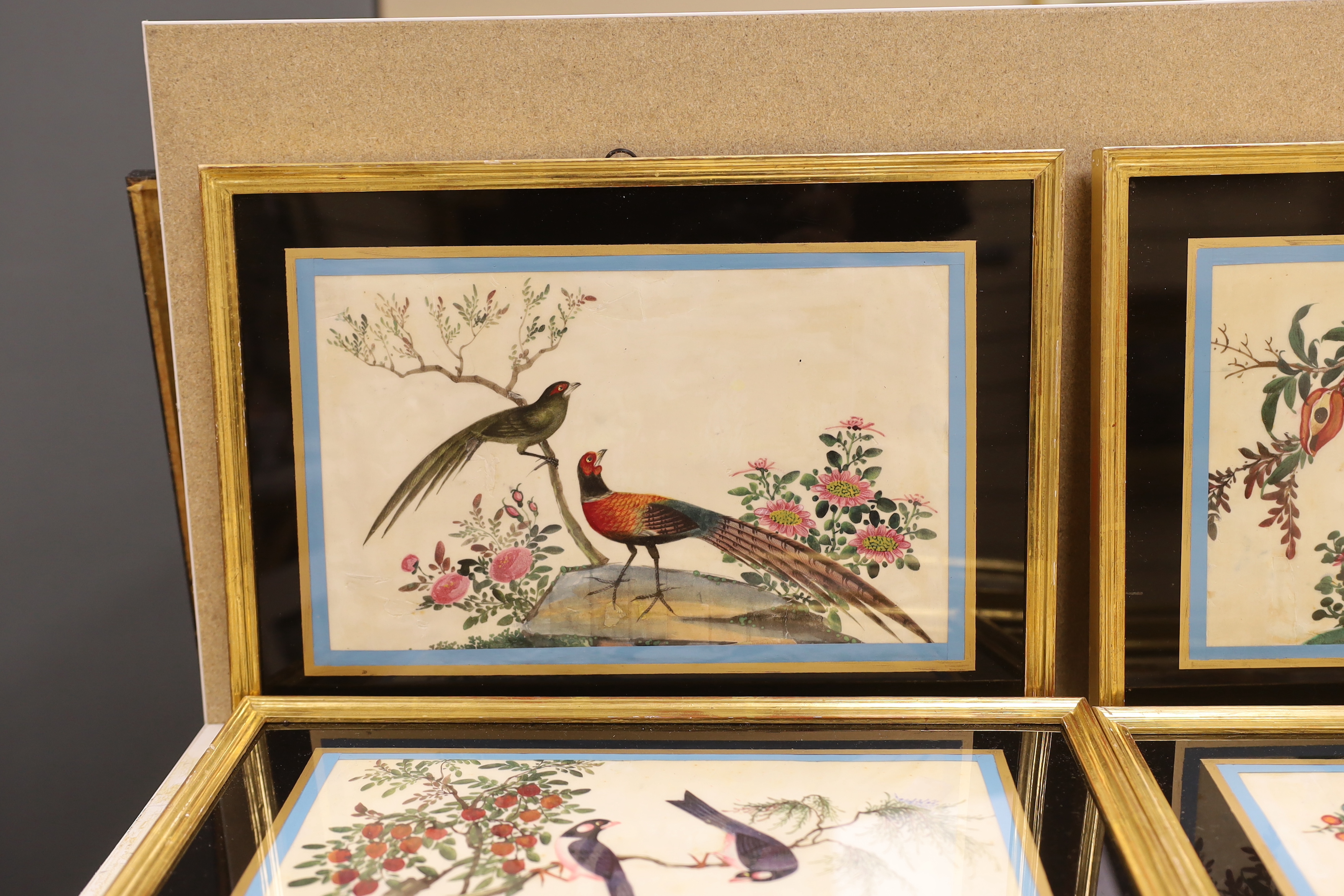 19th century Chinese School, set of six pith paper paintings, Birds of paradise amongst flowers, 17 x 28cm